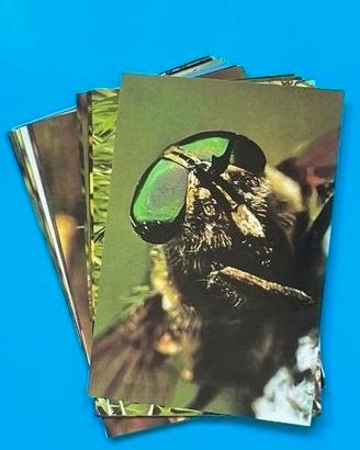 BELLEZZA DELLA NATURA 1973 CARDS SET Figurine