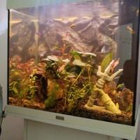 acquario juwel lido 120