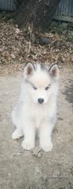 3 husky cuccioli