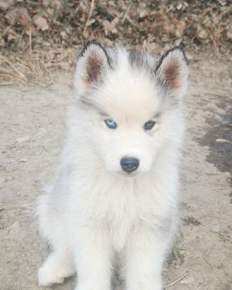3 husky cuccioli
