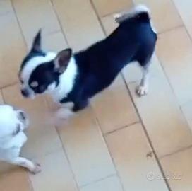 Chihuahua bianco nero maschio