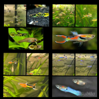 Guppy Endler diverse specie
