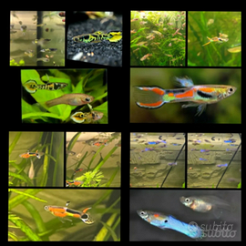 Guppy Endler diverse specie