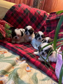 Cuccioli Shitzu maschio