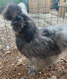 Ultime galline moroseta