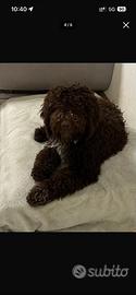 Lagotto romagnolo disponibile per monte