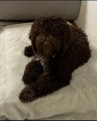 Lagotto romagnolo disponibile per monte