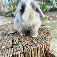 Ariete nano Mini Lop