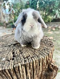 Ariete nano Mini Lop