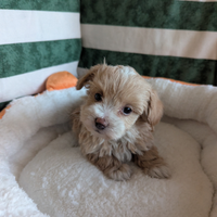 Merry cucciola di maltipoo