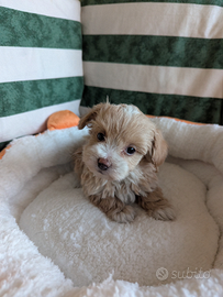 Merry cucciola di maltipoo