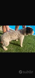 Lagotto maschio