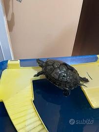 Tartaruga con vaschetta