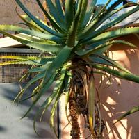aloe arborescens anno 2006