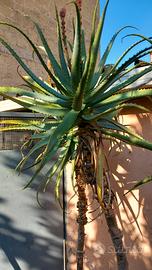 aloe arborescens anno 2006