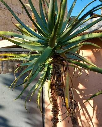 aloe arborescens anno 2006