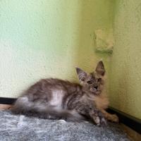 Maine Coon alta genealogia