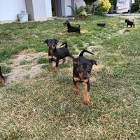 Pinscher cuccioli