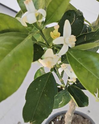 pianta arancio navel 