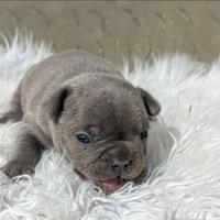 Bulldog francese blu tan merle