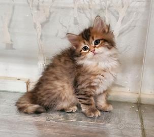 Gatto Siberiano Femmina Black Torbie con Pedigree