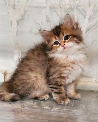Gatto Siberiano Femmina Black Torbie con Pedigree