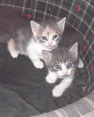 ULTIMI DUE GATTINI MASCHIO E FEMMINA