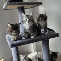 Maine coon
