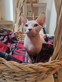Gattini Canadian Sphynx