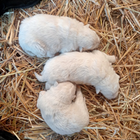 Vendita cuccioli di pastore maremmano