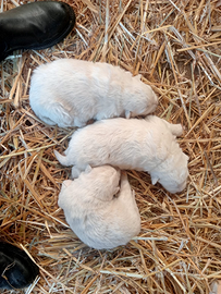 Vendita cuccioli di pastore maremmano