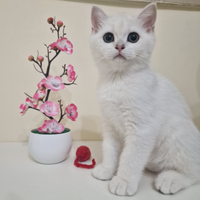 Cuccioli British shorthair gattini