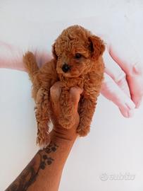 Barboncino toy con genitori visibili