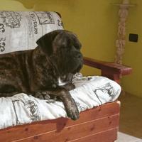 Cucciolone Cane Corso