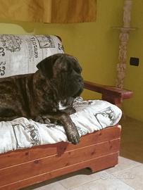 Cucciolone Cane Corso