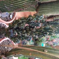 Piante da collezione