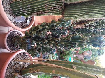 Piante da collezione