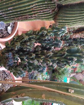 Piante da collezione