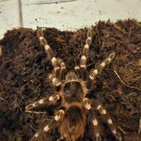 Migali teca tarantole