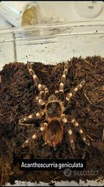 Migali teca tarantole