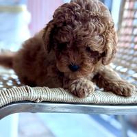 Cucciolo di barboncino toy o nano (femmina)