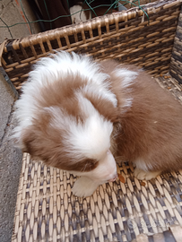 Cucciolo di border collie bianco e Red