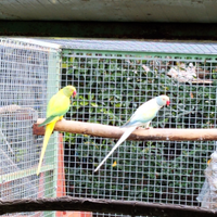 Parrocchetti dal collare