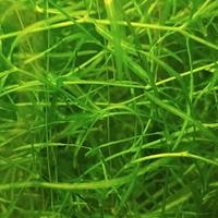 pianta per acquario e laghetto Najas Guadalupensis