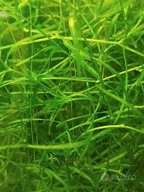 pianta per acquario e laghetto Najas Guadalupensis