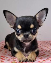 CHIHUAHUA TOY NERI FOCATI CUCCIOLI - pag agevolato
