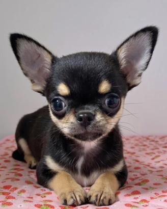 CHIHUAHUA TOY NERI FOCATI CUCCIOLI - pag agevolato