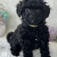 BARBONCINO NANO - BARBONCINI TOY PUPPY pag 12 mesi