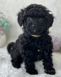 BARBONCINO NANO - BARBONCINI TOY PUPPY pag 12 mesi