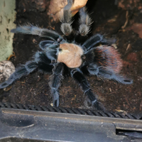Brachipelma albiceps femmina sessata
